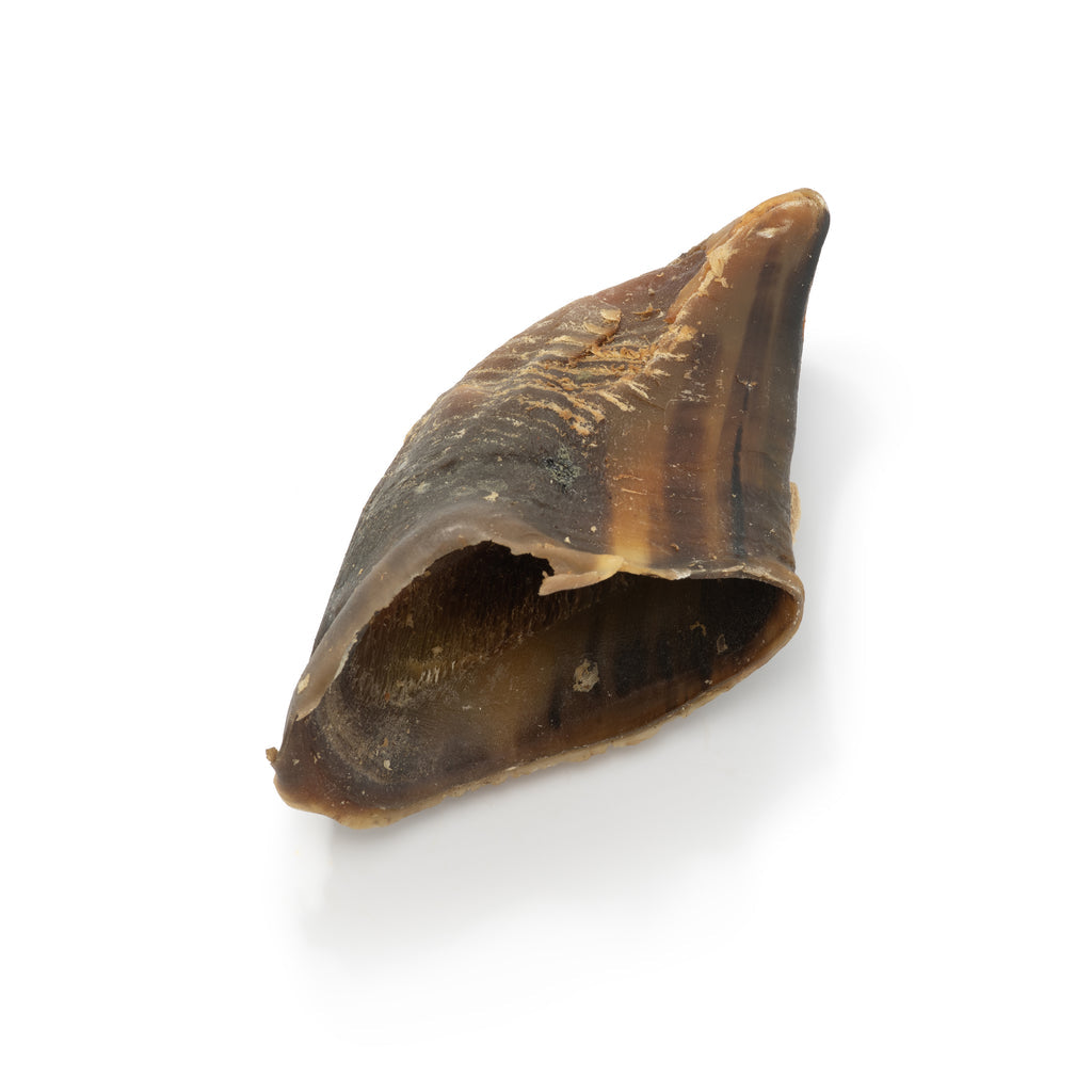 Cow Hooves – Pack of 2